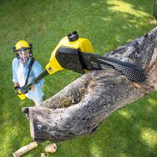 Best Lawn Disease Treatment  in Craig, AK