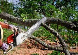 Best Tree Cabling and Bracing  in Craig, AK