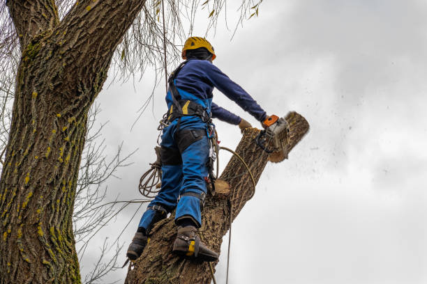 Best Firewood Processing and Delivery  in Craig, AK