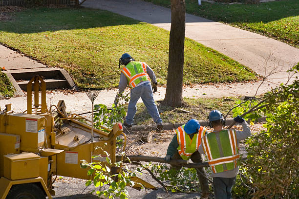 Best Root Management and Removal  in Craig, AK