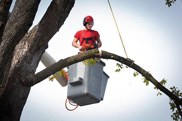 Best Tree Risk Assessment  in Craig, AK