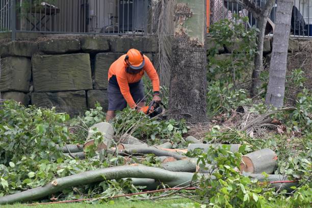 Best Tree and Shrub Care  in Craig, AK